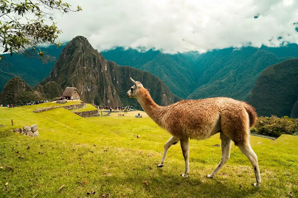 Llamas of Machu Picchu - Cusco, cities in peru