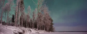 Aurora borealis over a snow-covered pine forest in Lapland