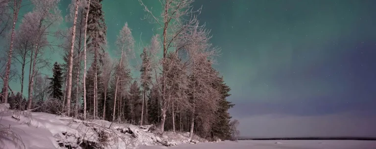 Aurora borealis over a snow-covered pine forest in Lapland